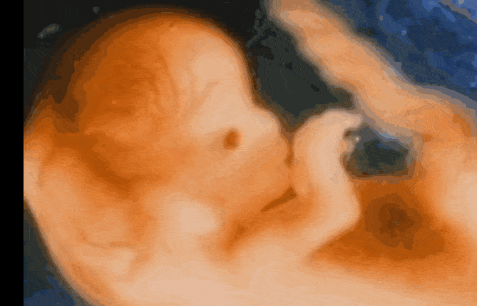 1-9个月胎儿发育清晰动态图(孕期的注意事项)