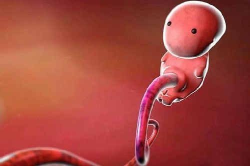 记录胚胎从一到九个月变化(胎儿1-9周如何发育整理)
