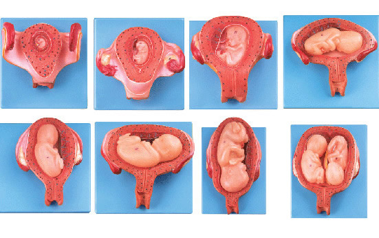 记录胚胎从一到九个月变化(胎儿1-9周如何发育整理)