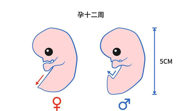 胎囊3个数据看男女公式,准吗(民间看生男生女的方法)