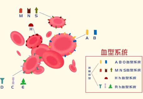 一千万人里有多少熊猫血的人(10大稀有血型排名)