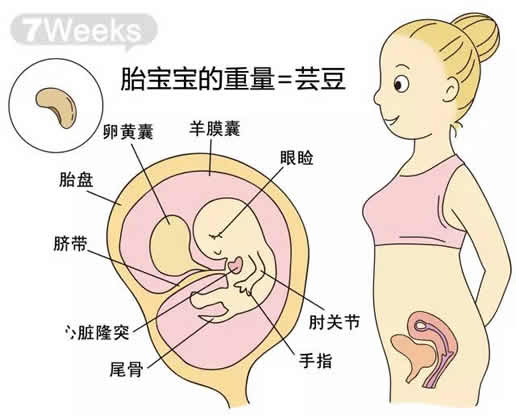 怀孕7周胎儿真实图片(发育情况)