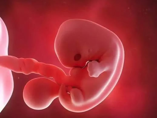 怀孕7周胎儿真实图片(发育情况)