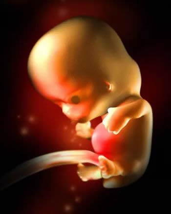 怀孕7周胎儿真实图片(发育情况)
