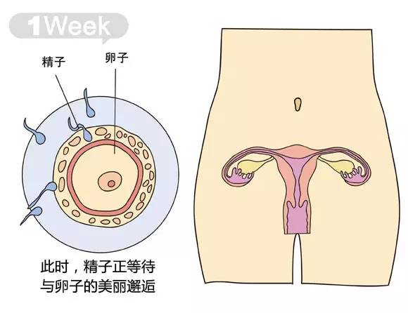 胎儿1-40周发育情况图 正常胎儿一周会长多少