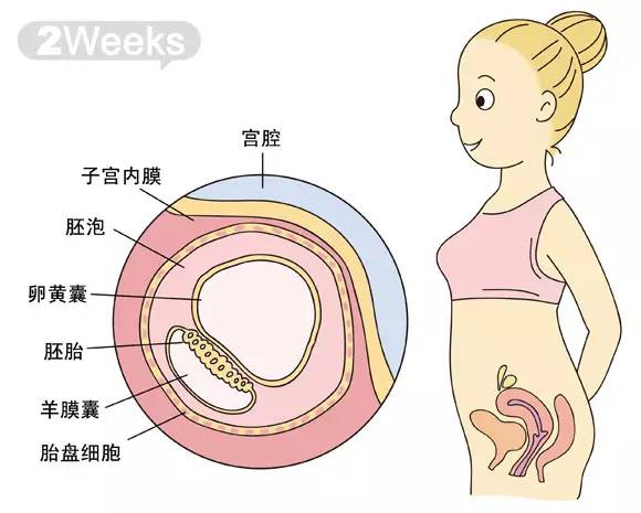 胎儿1-40周发育情况图 正常胎儿一周会长多少