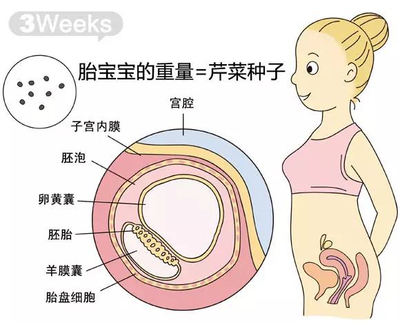 胎儿1-40周发育情况图 正常胎儿一周会长多少