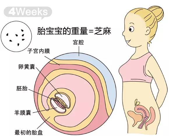 胎儿1-40周发育情况图 正常胎儿一周会长多少
