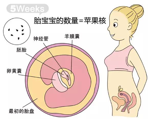 胎儿1-40周发育情况图 正常胎儿一周会长多少