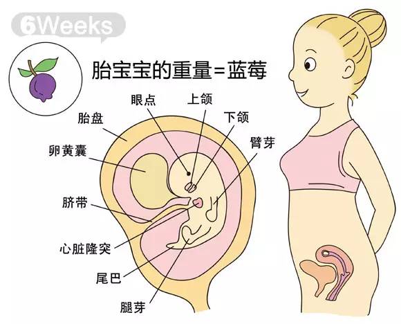 胎儿1-40周发育情况图 正常胎儿一周会长多少