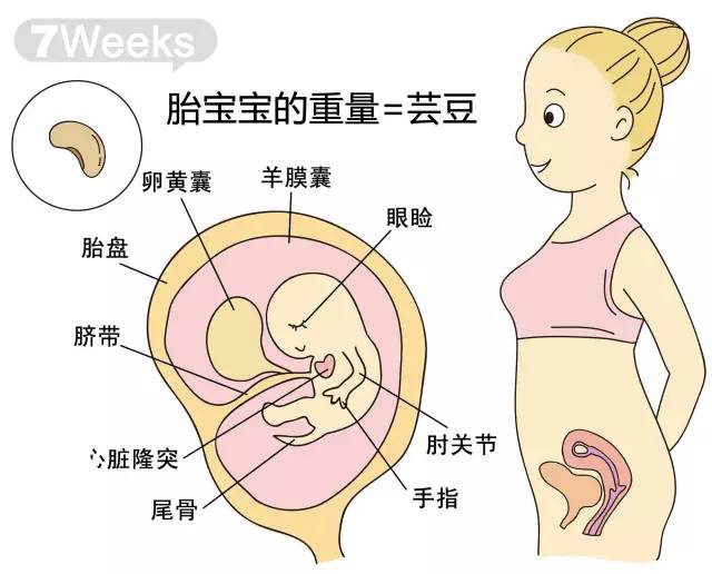 胎儿1-40周发育情况图 正常胎儿一周会长多少