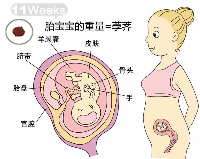 胎儿1-40周发育情况图 正常胎儿一周会长多少