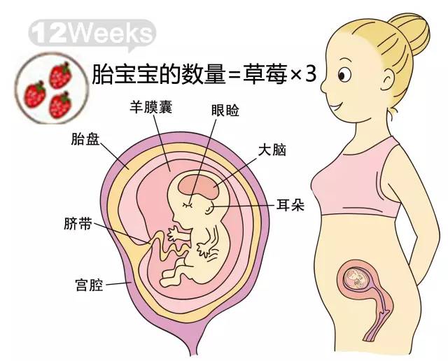 胎儿1-40周发育情况图 正常胎儿一周会长多少