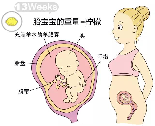 胎儿1-40周发育情况图 正常胎儿一周会长多少