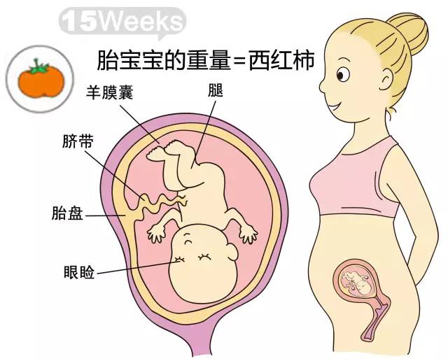 胎儿1-40周发育情况图 正常胎儿一周会长多少