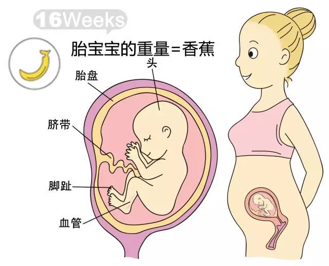 胎儿1-40周发育情况图 正常胎儿一周会长多少