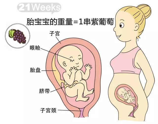 胎儿1-40周发育情况图 正常胎儿一周会长多少