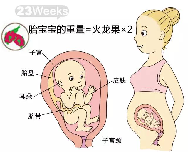 胎儿1-40周发育情况图 正常胎儿一周会长多少