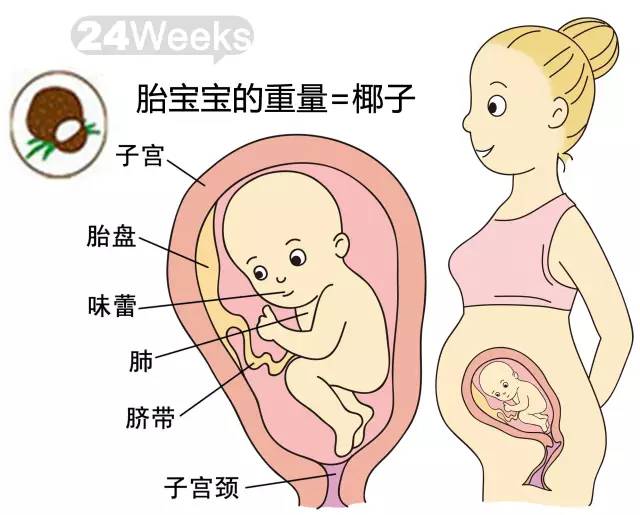 胎儿1-40周发育情况图 正常胎儿一周会长多少