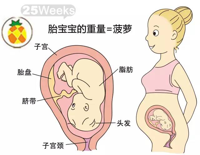 胎儿1-40周发育情况图 正常胎儿一周会长多少