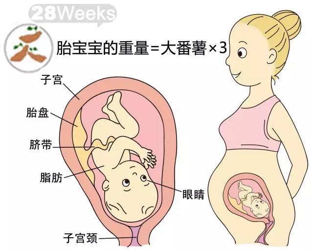 胎儿1-40周发育情况图 正常胎儿一周会长多少