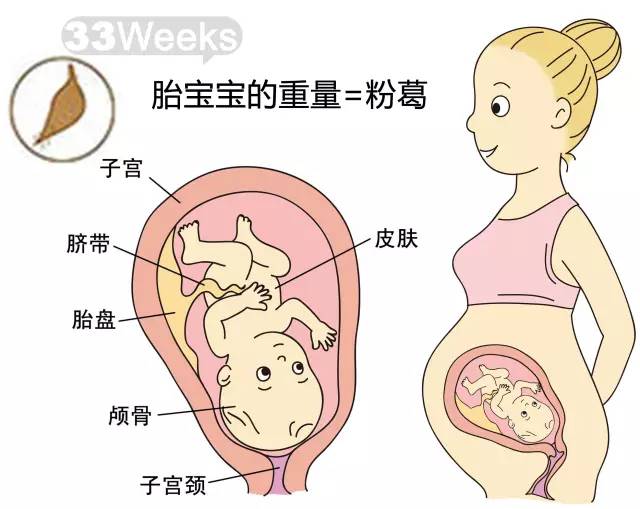 胎儿1-40周发育情况图 正常胎儿一周会长多少