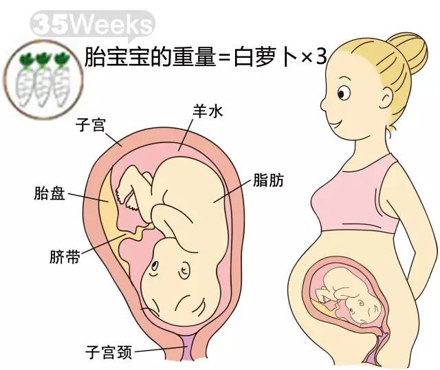 胎儿1-40周发育情况图 正常胎儿一周会长多少