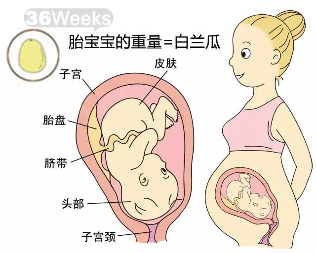 胎儿1-40周发育情况图 正常胎儿一周会长多少