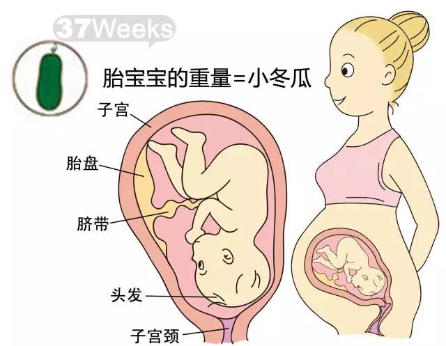 胎儿1-40周发育情况图 正常胎儿一周会长多少