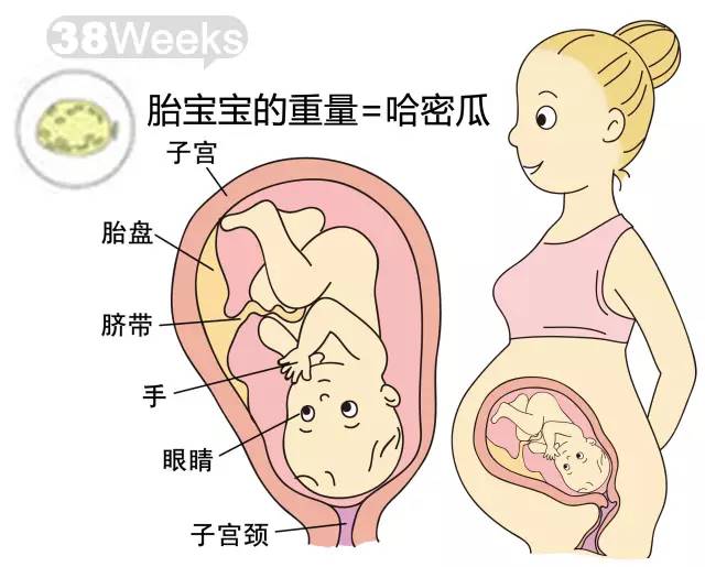 胎儿1-40周发育情况图 正常胎儿一周会长多少