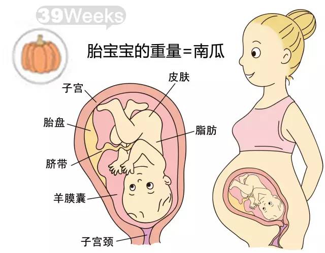 胎儿1-40周发育情况图 正常胎儿一周会长多少