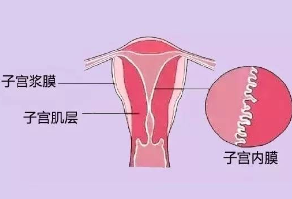 子宫内膜22mm移植鲜胚能不能成功？