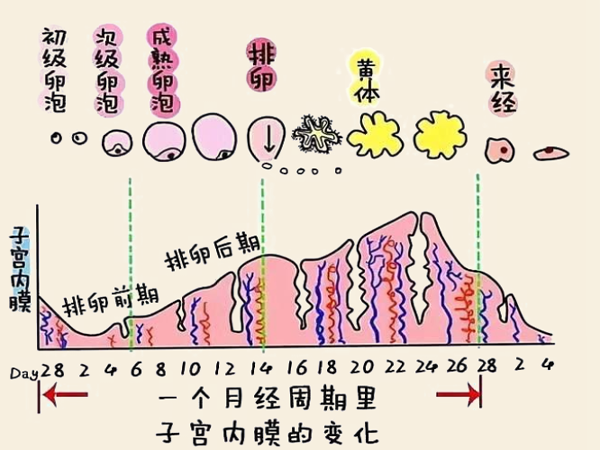 子宫内膜4.1mm回声欠均匀是否严重？