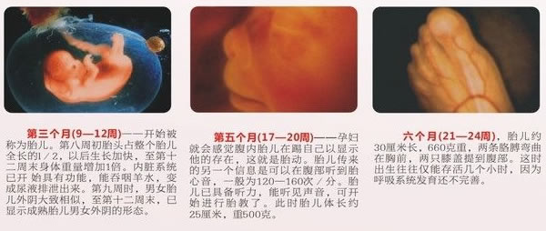 怀孕16周胎儿真实图片(孕期宝宝发育过程图片)