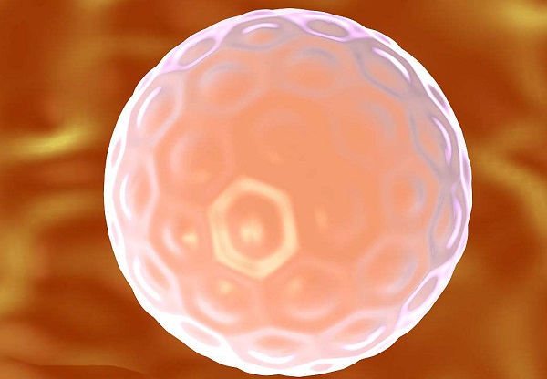 卵母细胞、卵子、卵泡的区别
