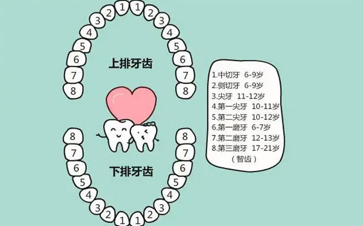 儿童换牙齿顺序和年龄(换牙过早是不是说明骨龄偏大)
