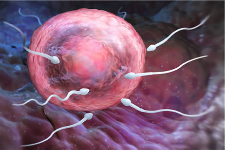 弱精怀孕了会影响胚胎质量吗(备孕男性弱精怎么调理)
