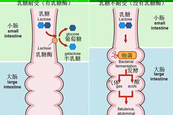 中国人乳糖不耐受骗局(空腹能不能喝牛奶)