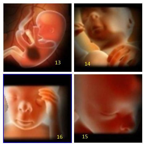 孕1-40周胎宝宝发育过程(胚胎发育全过程)