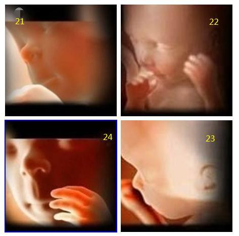 孕1-40周胎宝宝发育过程(胚胎发育全过程)