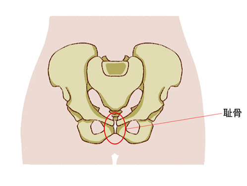 孕妇耻骨疼一般发生在几个月(耻骨在哪个位置图解)