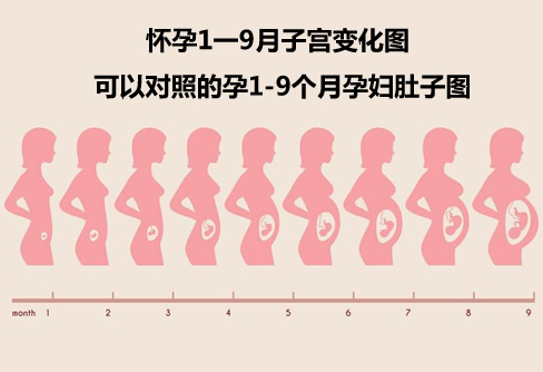 怀孕1一9月子宫变化图(孕1-9个月孕妇肚子图)