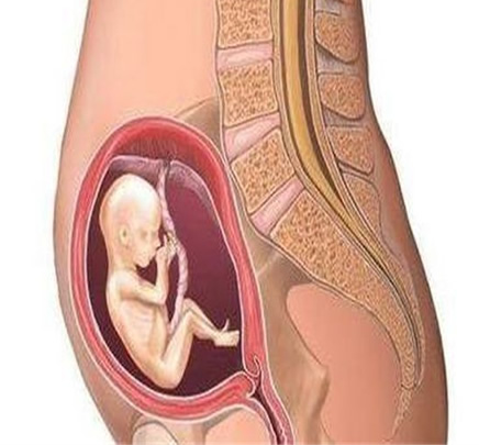 怀孕1一9月子宫变化图(孕1-9个月孕妇肚子图)