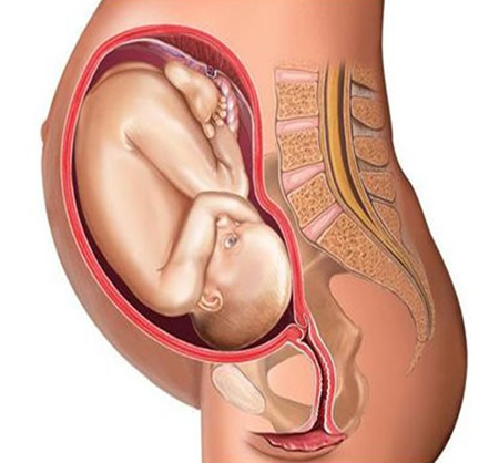 怀孕1一9月子宫变化图(孕1-9个月孕妇肚子图)