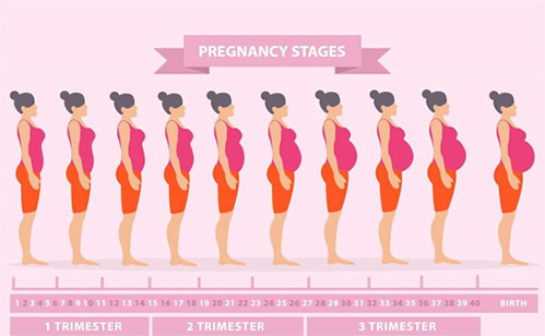 怀孕1一9月子宫变化图(孕1-9个月孕妇肚子图)