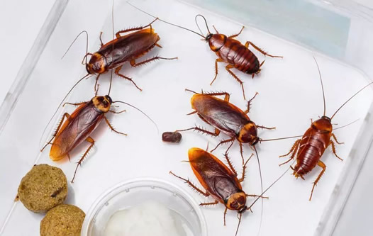 家里有蟑螂怎么办能除根 厨房有蟑螂怎么办