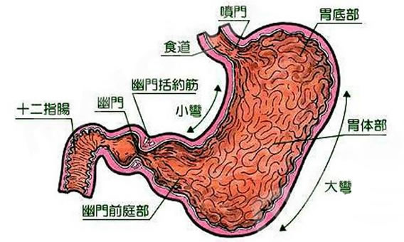 胃在什么位置图片 如何保护胃肠道健康