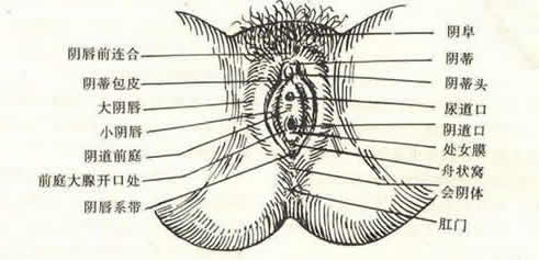 女性私密粉嫩部位(女性隐秘部位生理构造解析)
