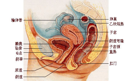 女性私密粉嫩部位(女性隐秘部位生理构造解析)