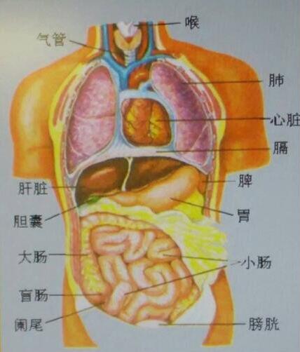 肺在人体的哪个位置图 怎么判断是胸痛还是肺痛